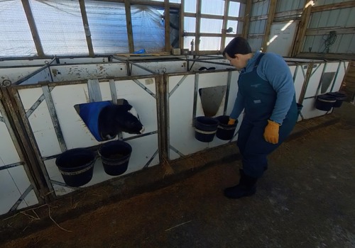 Dairy Farm picture