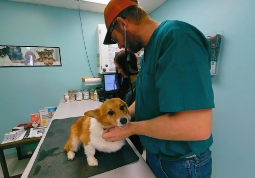 Veterinarian picture